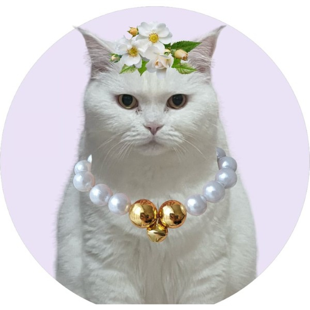 Pisimisi Inci Kedi Kolyesi - Beyaz Evcil Hayvan Ürünleri Fiyatı