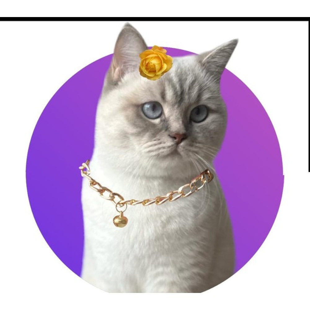 Pisimisi Metal Kedi Kolyesi Evcil Hayvan Ürünleri Fiyatı