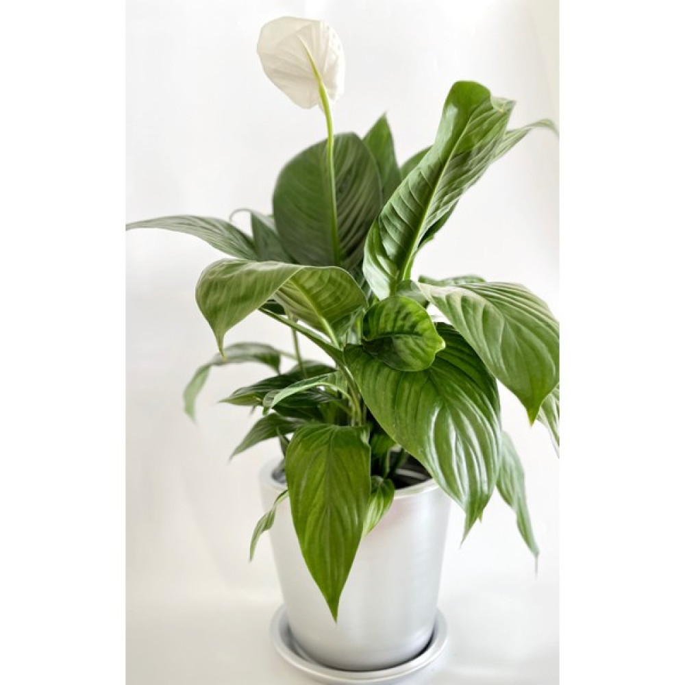 Plant Lovers Of Turkey Büyük Toprak Çömlek Saksı / 24X21 cm / Delikli & Tabaklı / Dubai Serisi / El Yapımı / Gümüş Saksı ve Aksesuarları Fiyatı