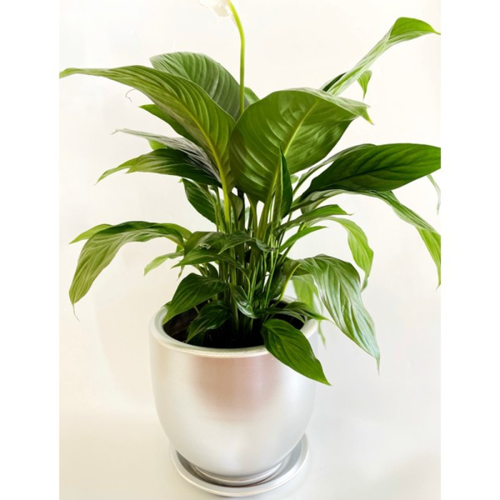 Plant Lovers Of Turkey Büyük Toprak Çömlek Saksı / 24X21 cm / Delikli & Tabaklı / Paris Serisi Çizgili / El Yapımı / Gümüş Saksı ve Aksesuarları Fiyatı