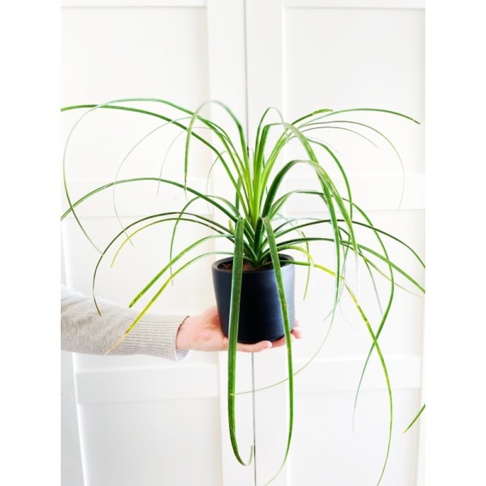 Plant Lovers Of Turkey Toprak Çömlek Saksı / 12X12 cm / Delikli & Tabaklı / Londra Serisi / El Yapımı / Siyah Saksı ve Aksesuarları Fiyatı