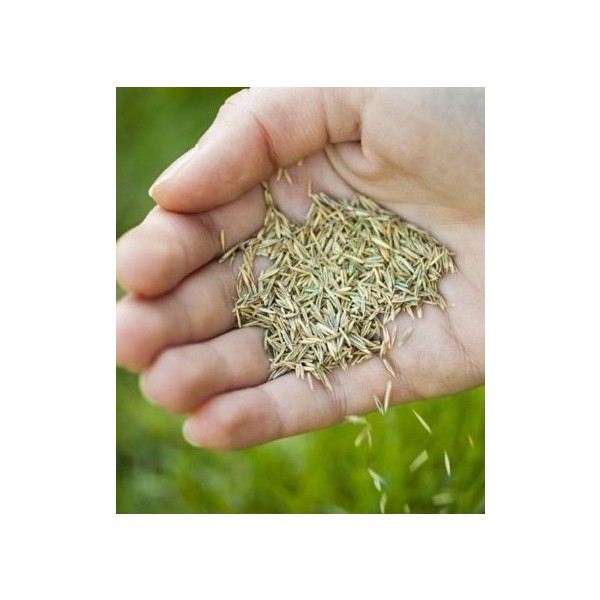 Plantistanbul 7 Karışım Garden Palace Çim Tohumu 1 kg Diğer Fiyatı