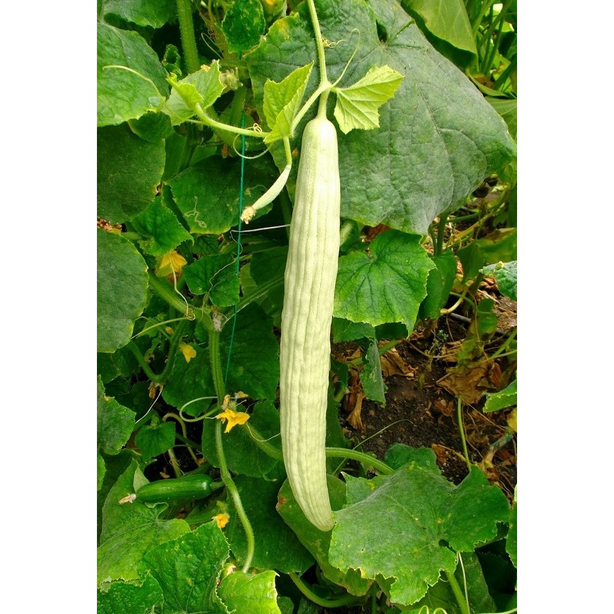 Plantistanbul Acur Salata Anadolu 016 Tohumu Paket 25 Gr. Diğer Fiyatı