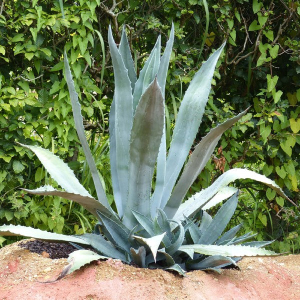 Plantistanbul Agave Americana Amerikan Sabır Ağacı 30-40 cm Saksıda Bitki Fiyatı