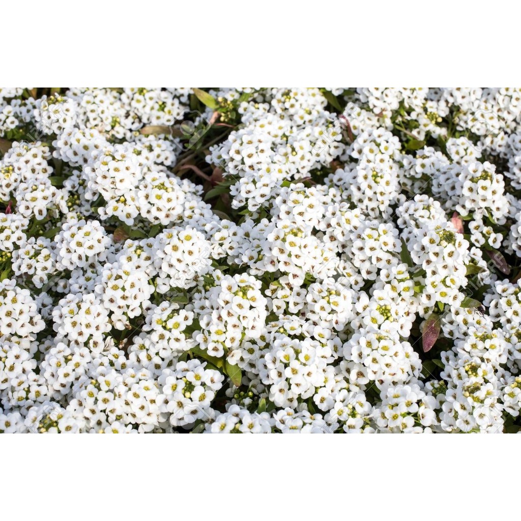 Plantistanbul Alyssum Maritimum Alisyum Kraliyet Halısı Çiçek Tohumu +-50 Adet Salon Halısı Fiyatı