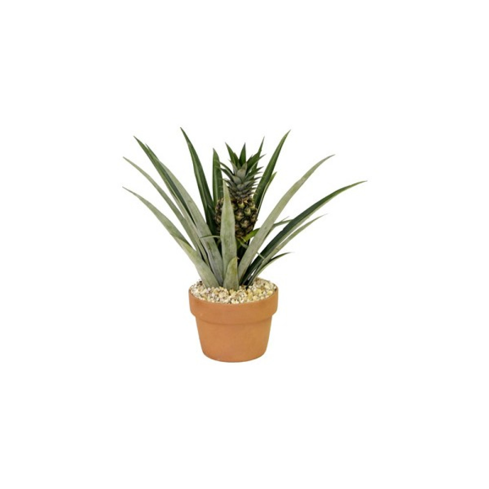 Plantistanbul Ananas Fidanı, Saksıda Fidan Fiyatı