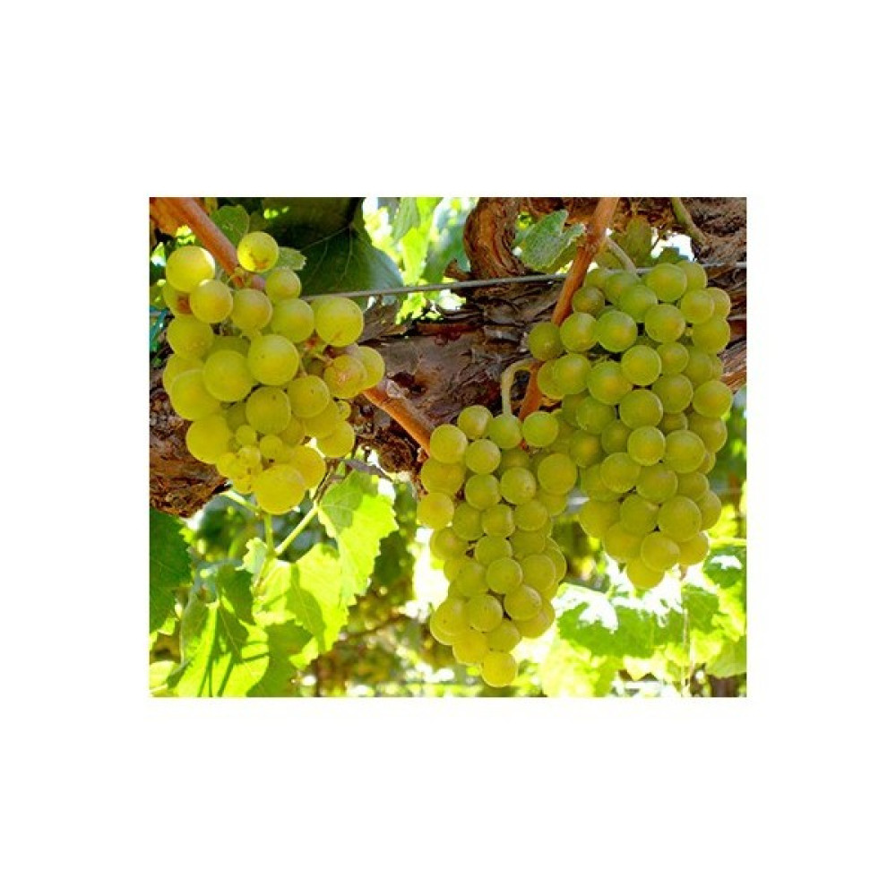 Plantistanbul Asma Üzüm Fidanı Chardonnay (Şardone) Tüplü Fidan Fiyatı