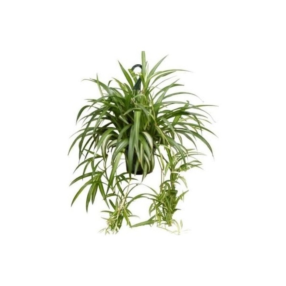 Plantistanbul Chlorophytum comosum Kurdele Çiçeği 20-40 cm Saksıda Bitki Fiyatı
