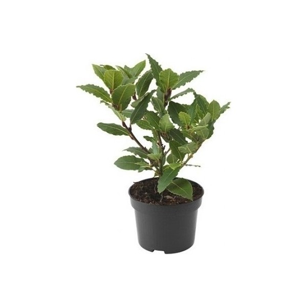 Plantistanbul Defne Fidanı, 20-40 cm, Saksıda Saksı ve Aksesuarları Fiyatı