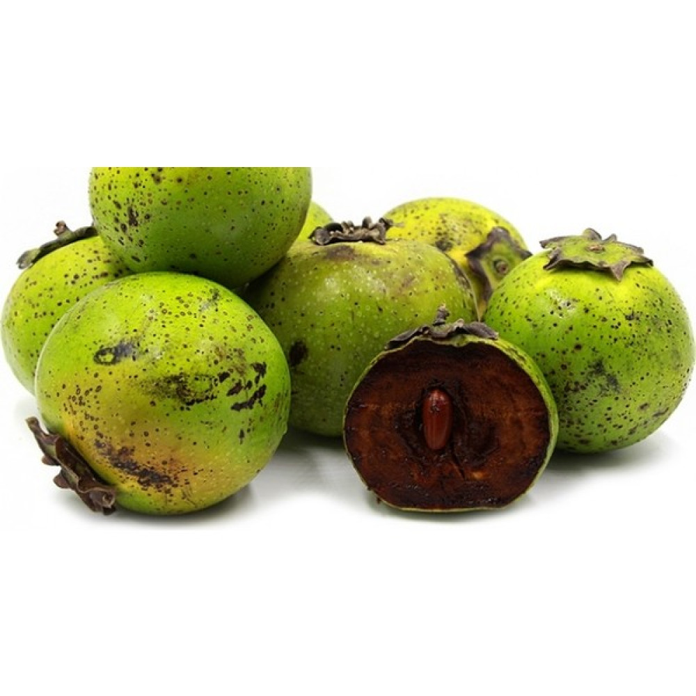 Plantistanbul Diospyros Digyna Black Sapote Çikolata Meyvesi 20 - 40 cm Saksıda Fidan Fiyatı
