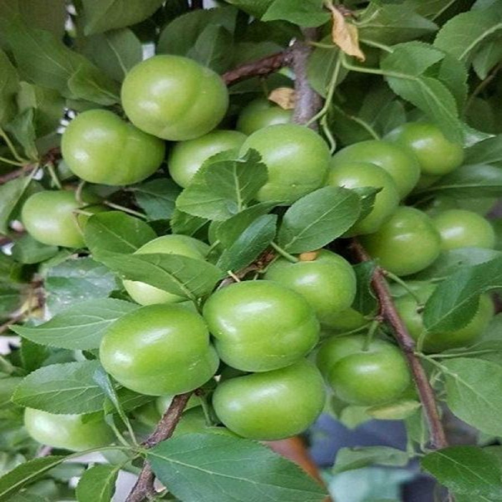 Plantistanbul Erik Fidanı, Can Eriği Aşılı, Tüplü, +120Cm Fidan Fiyatı