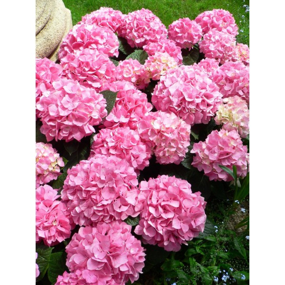 Plantistanbul Hydrangea Macrophylla Pink Pembe Ortanca, Ithal, Saksıda Bitki Fiyatı