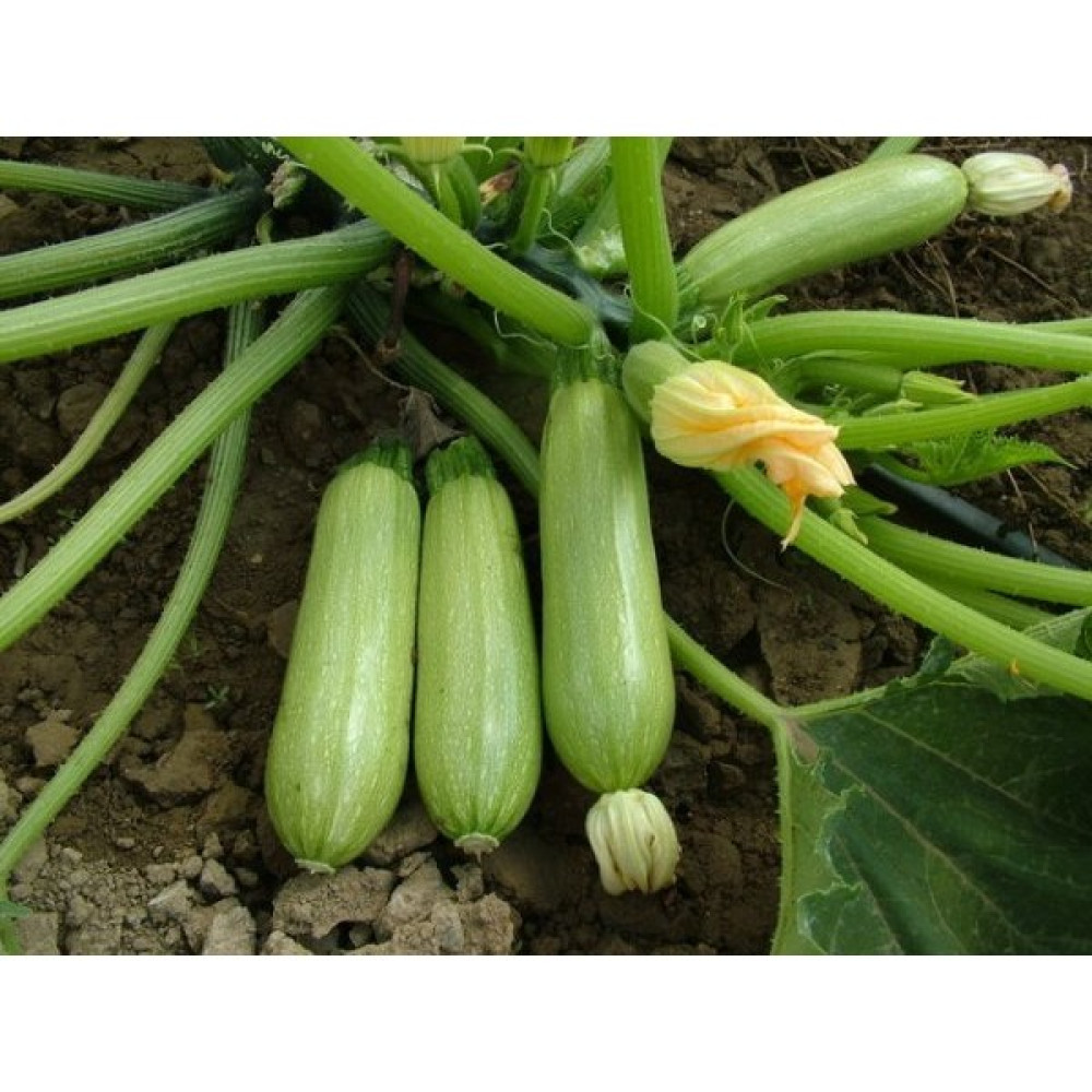 Plantistanbul Kabak Dolmalık Kolsuz Yağmur 04 Tohumu Paket 25 Gr. Tohum Fiyatı