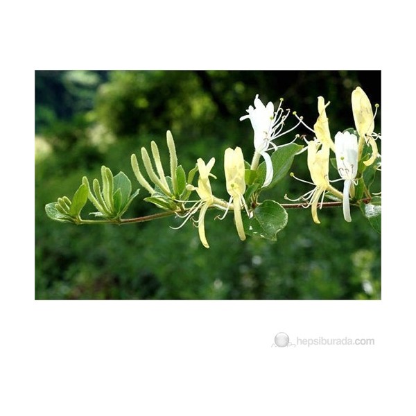 Plantistanbul Lonicera Caprifolium- Hanımeli Fidanı Diğer Fiyatı