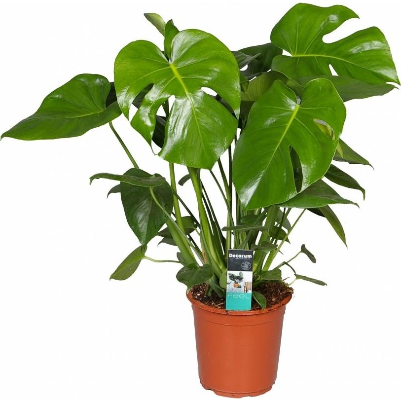 Plantistanbul Monstera deliciosa Deve Tabanı, 30-40 cm Saksıda Saksı ve Aksesuarları Fiyatı