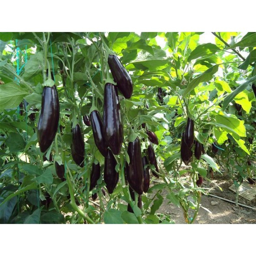 Plantistanbul Patlıcan Aydın Siyahı 55 Tohumu Paket 5 Gr. Tohum Fiyatı