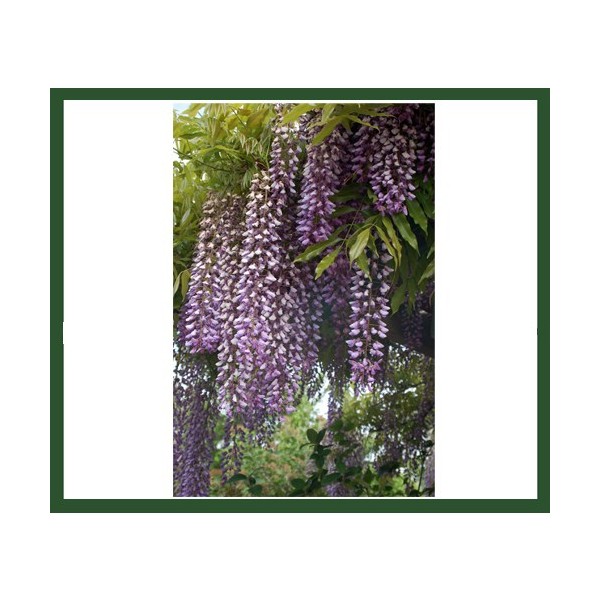 Plantistanbul Wisteria Floribunda (Mor Salkım) Fidanı Diğer Fiyatı