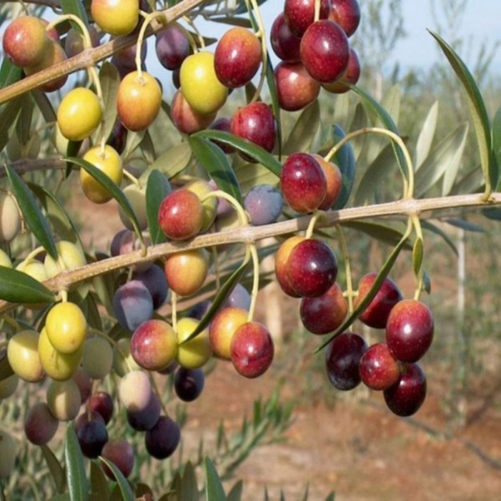 Plantistanbul Zeytin Fidanı Arbequina Saksıda 40 - 60 cm Fidan Fiyatı