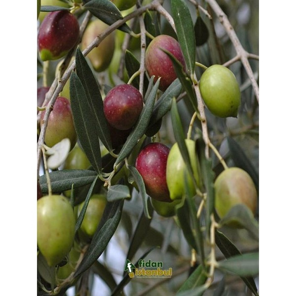 Plantistanbul Zeytin Fidanı Ayvalık Saksıda +3 Yaş Fidan Fiyatı