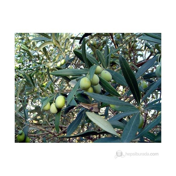 Plantistanbul Zeytin Fidanı, Domat Tüplü Diğer Fiyatı