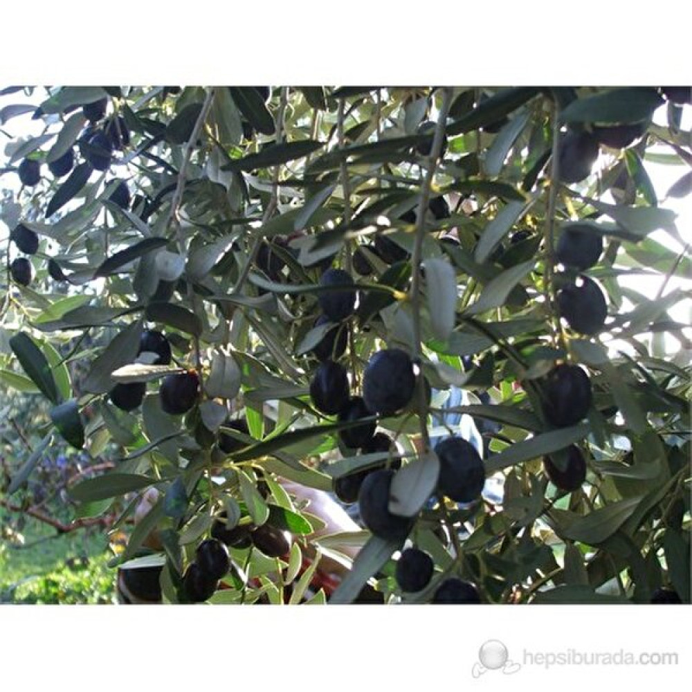 Plantistanbul Zeytin Fidanı, Gemlik Trilye Tüplü Fidan Fiyatı