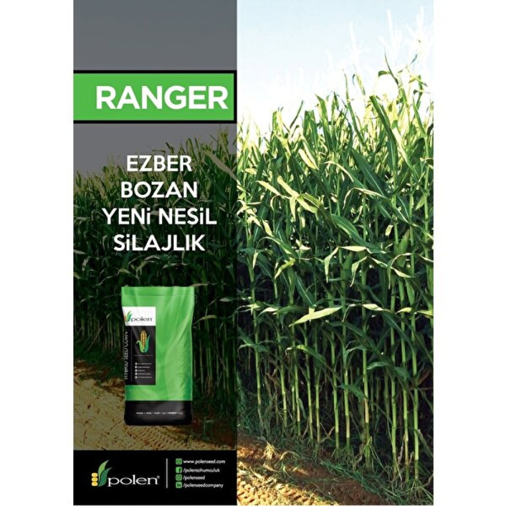 Polen Ranger Silajlık Mısır Tohumu (90 Günlük 50.000 Adet) - 1 Adet Tohum Fiyatı