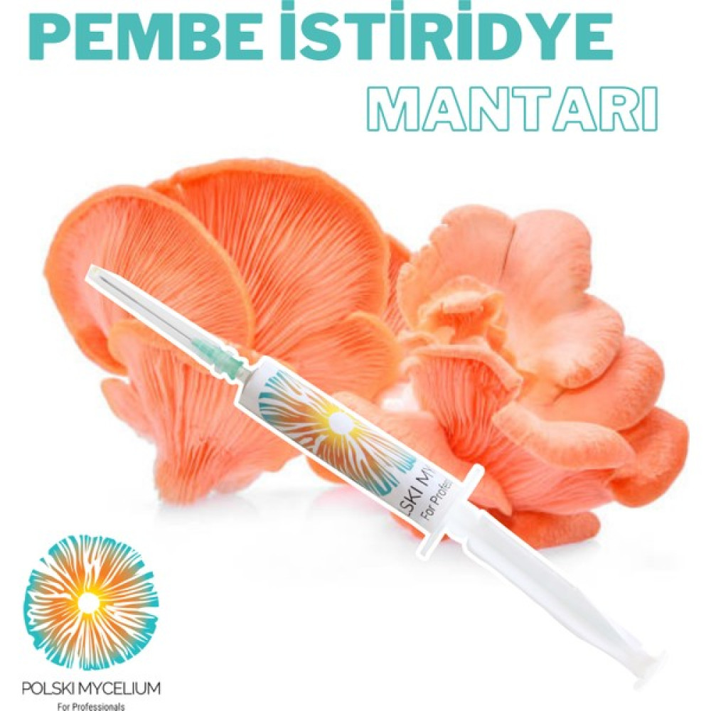 Polski My Celium Pembe Istiridye Mantarı Sıvı Miseli 5 ml Mantar Tohumu Mantar Miseli Kompost ve Misel Üretimi Için Ana Kültür - 1 Adet Tohum Fiyatı