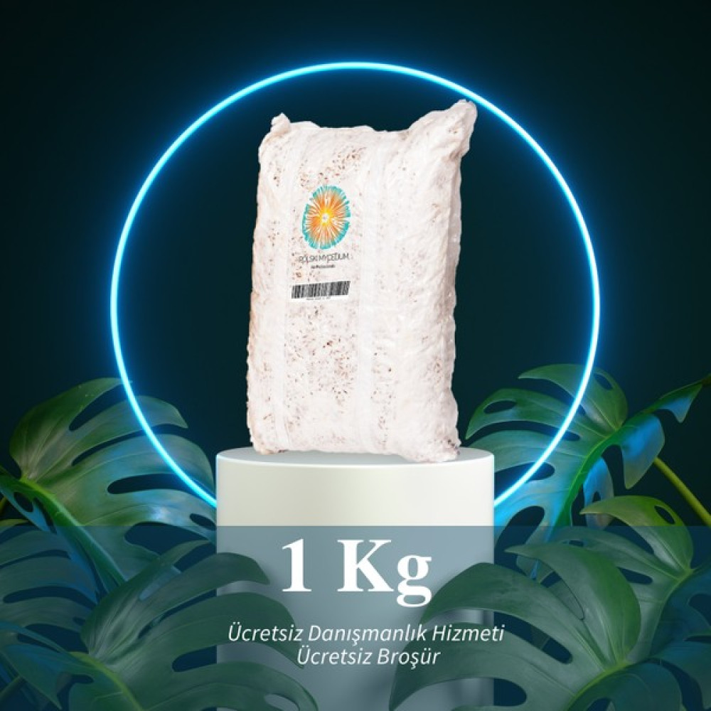 Polski Mycelium Istiridye Mantarı Tohumu 1 kg Tohum Fiyatı