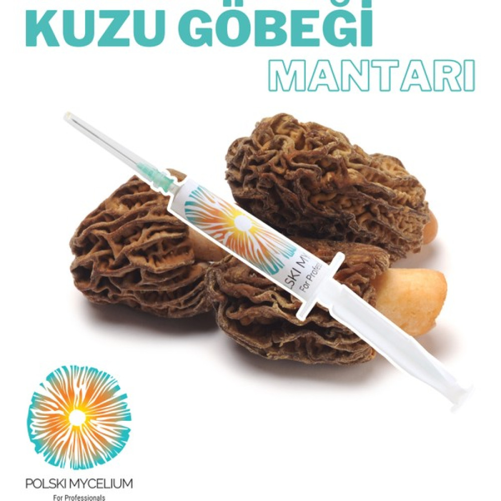Polski Mycelium Kuzu Göbeği Mantarı Sıvı Misel 5 cc - Sıvı Mantar Tohumu Ana Kültür - 1 Adet Tohum Fiyatı