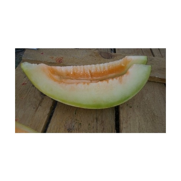 Portakal Çiçeği Ananas Kavun Tohumu (10 Adet) Tohum Fiyatı