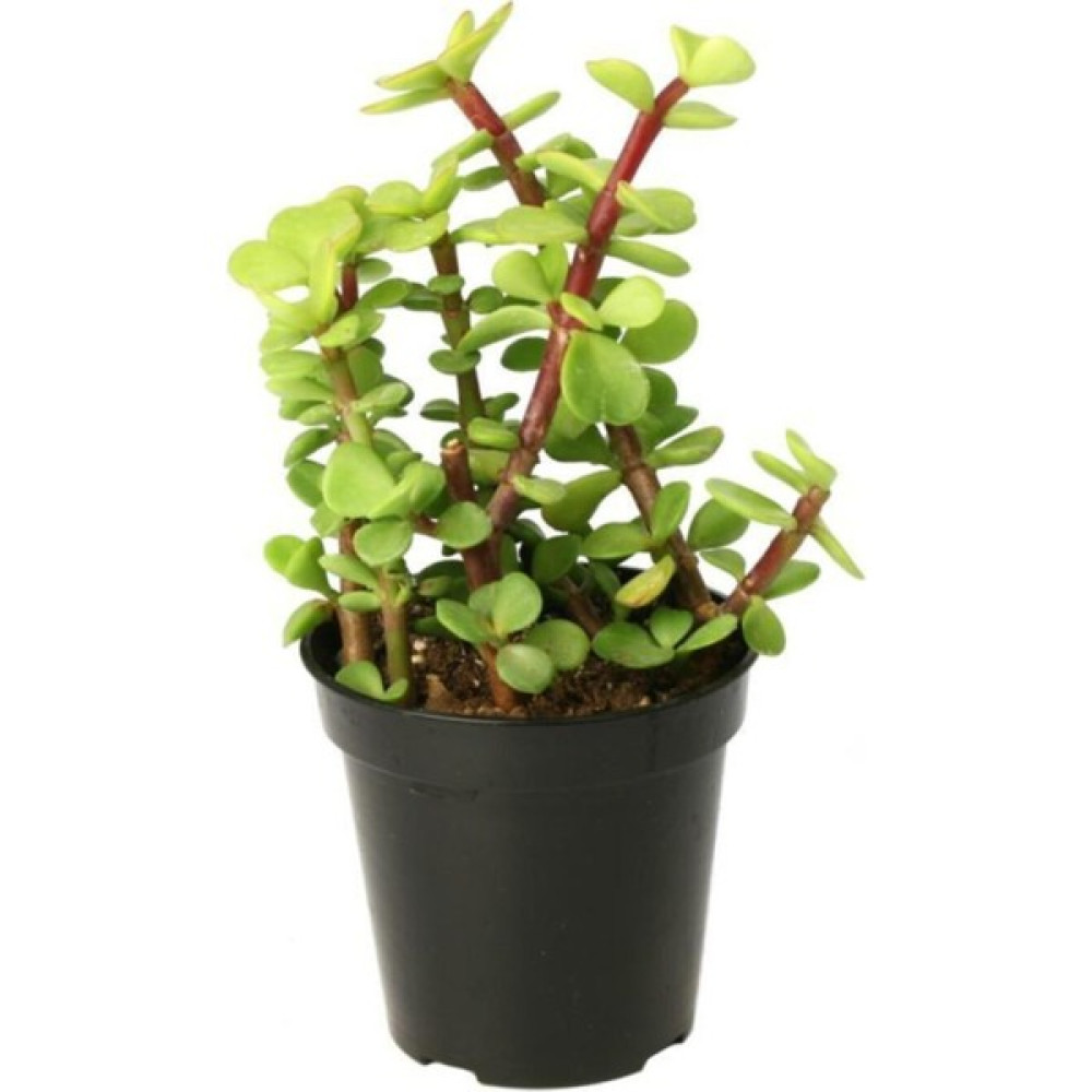 Portulacaria Afra Elephant Bush Sukulent Bitki Fiyatı