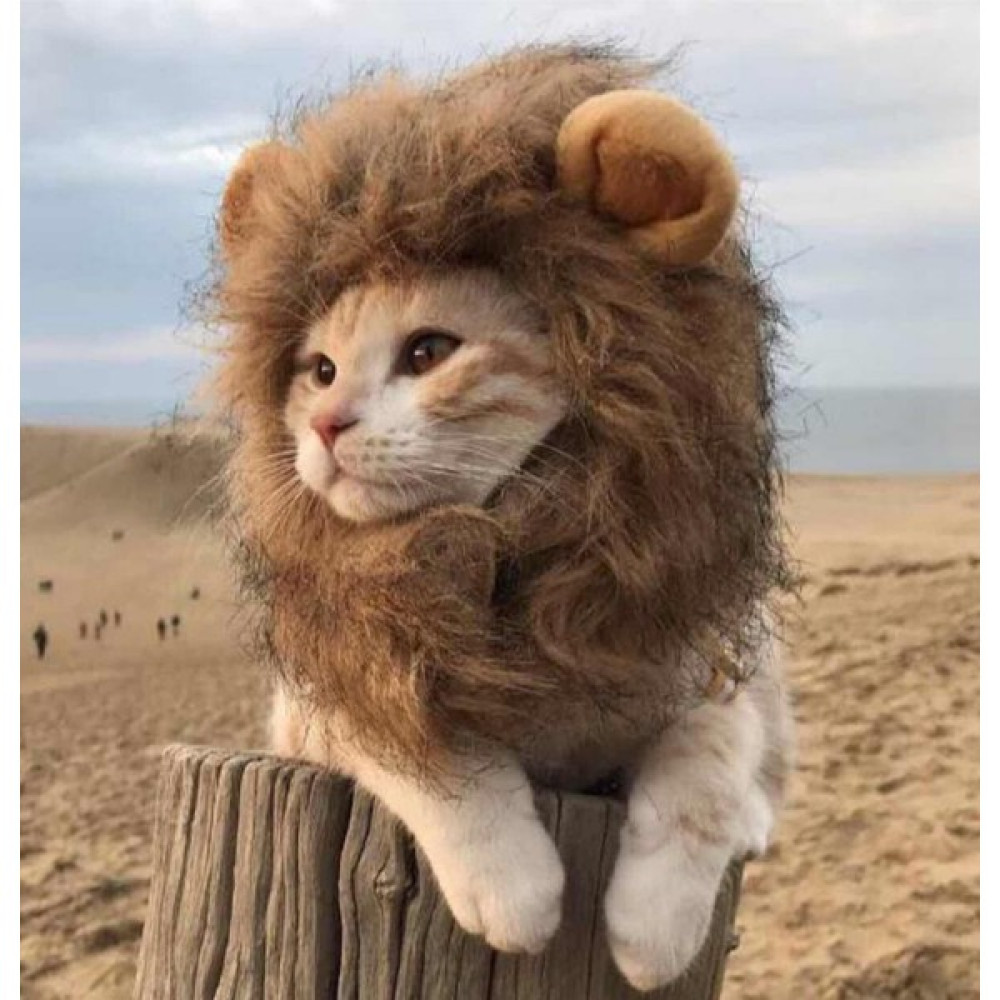 Raikou Aslan Kedi Kostümü Evcil Hayvan Ürünleri Fiyatı