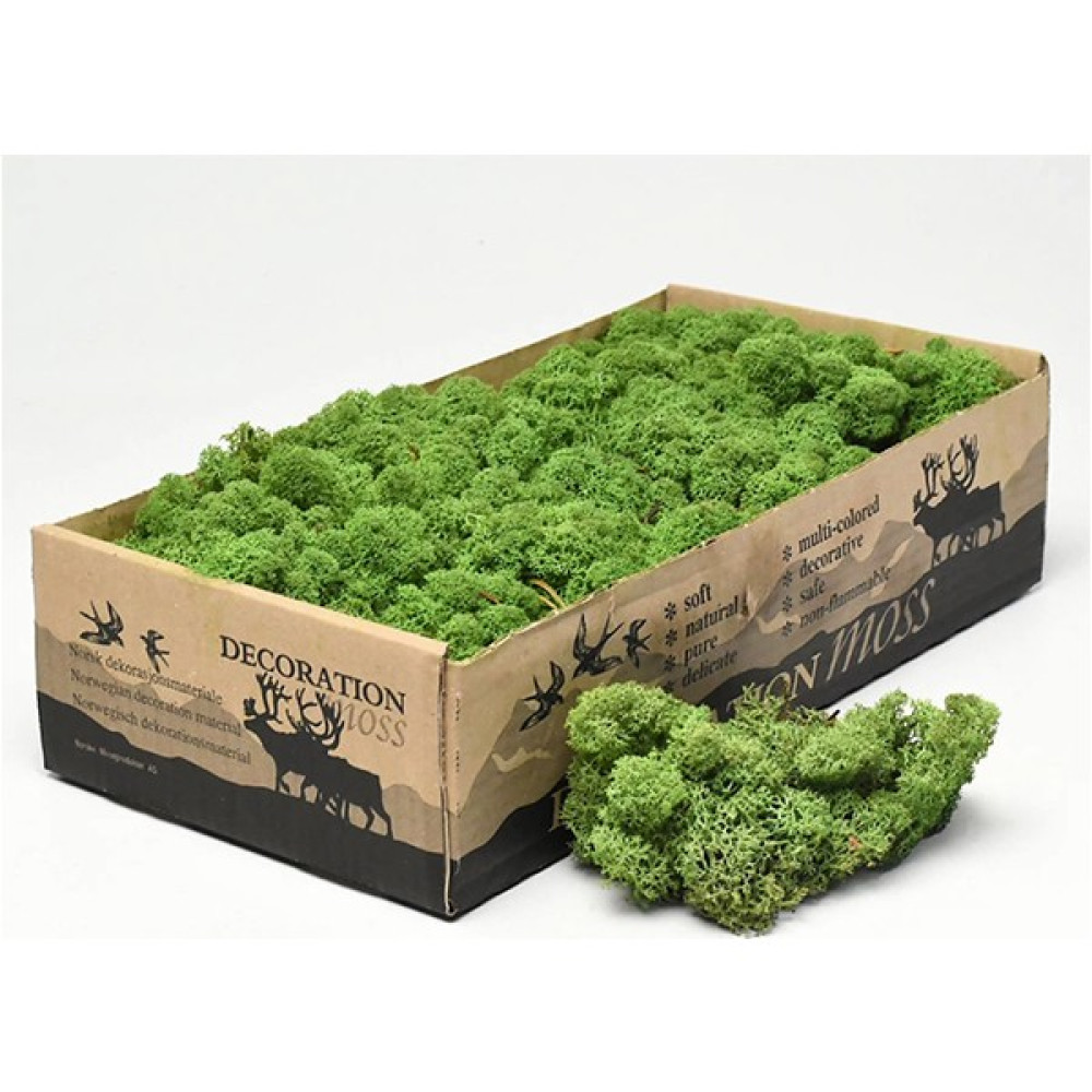 Reindeer Moss Forest Green Şoklanmış Norveç Yosunu Bitki Fiyatı