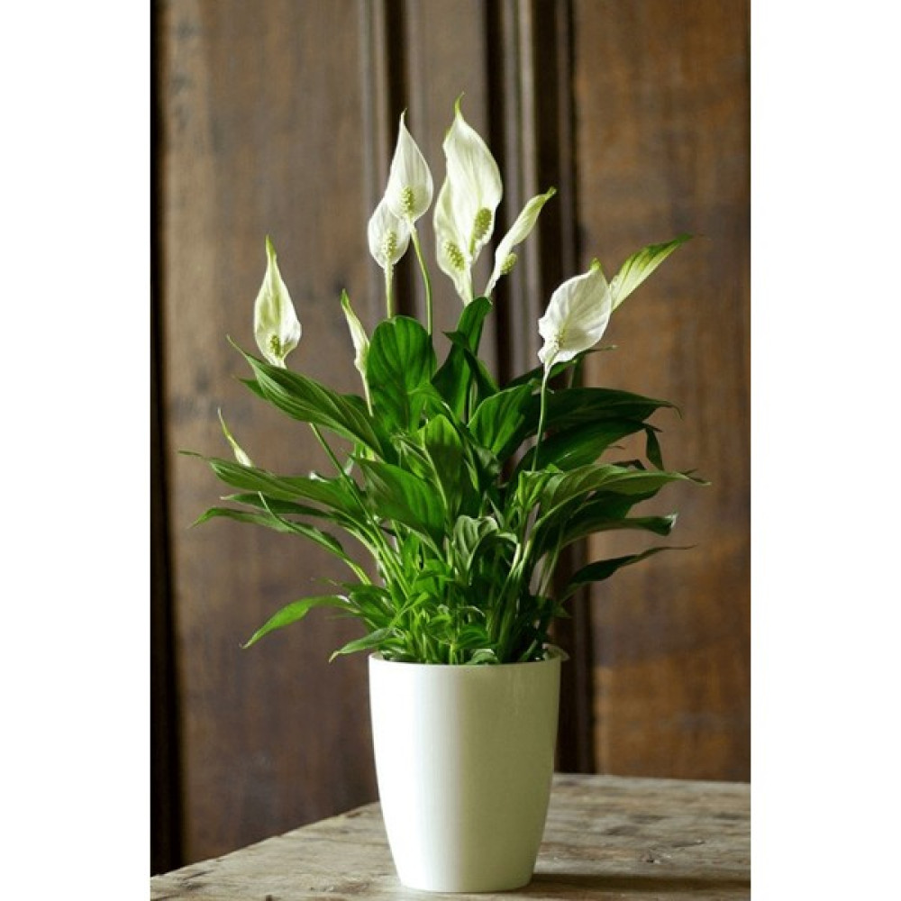 Renk Sepeti Spathiphyllum Wallisi - Barış Çiçeği - Salon ve Ofis Bitkisi 40 - 60 cm Bitki Fiyatı