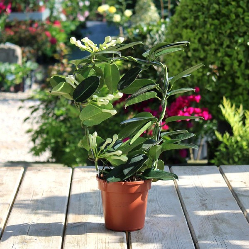 Renk Sepeti Stephanotis Floribunda - Madagaskar Yasemini Bitki Fiyatı