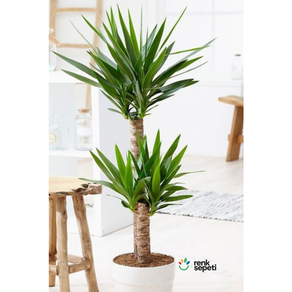 Renk Sepeti Yucca - Yuka Bitkisi Iki Gövdeli Yucca Avize Çiçeği Ev Salon Ofis Bitkisi (80 - 100 CM) Dekoratif Bahçe Ürünleri Fiyatı