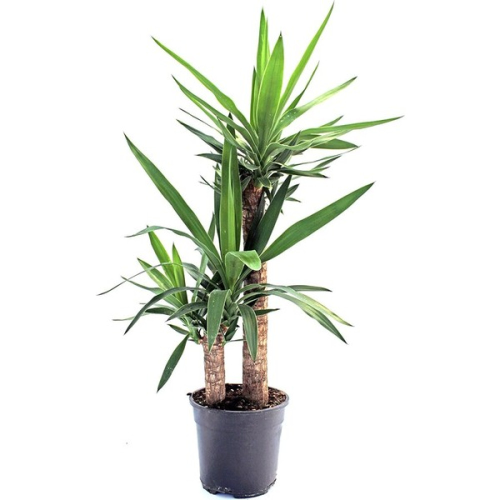 Renk Sepeti Yucca - Yuka Bitkisi Ikili Bitki Fiyatı