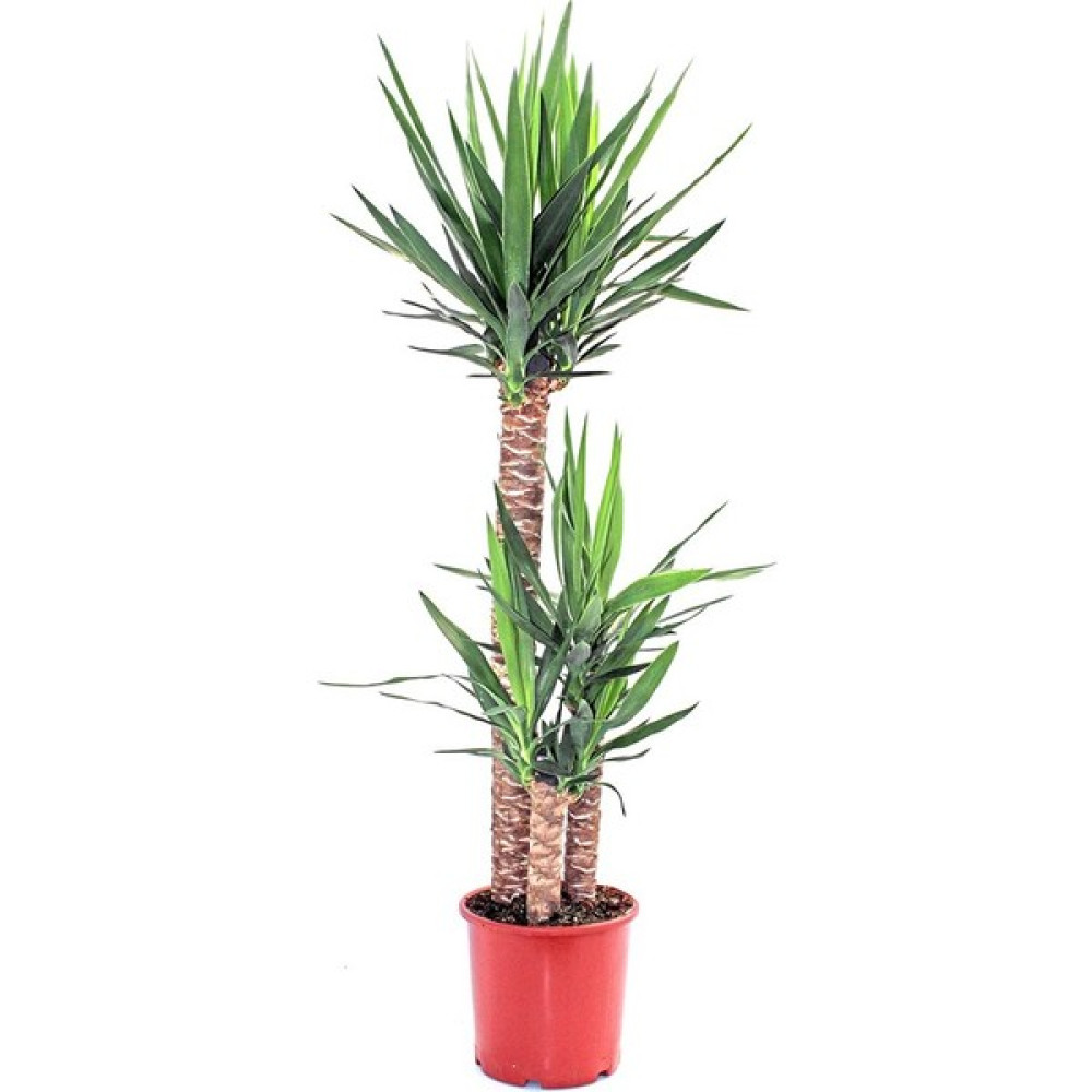 Renk Sepeti Yucca - Yuka Bitkisi Üçlü Bitki Fiyatı