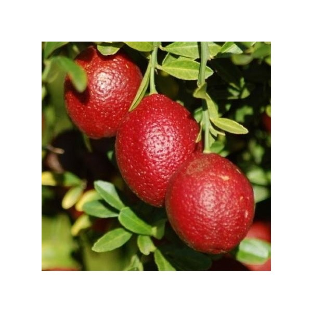 Reyon 4 Yaş Aşılı Blood Lime Kırmızı Limon Fidanı, Torbada Fidan Fiyatı
