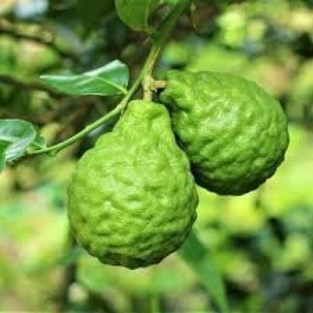 Reyon Bahçe 6 Yaş Aşılı Bergamot Fidanı Saksıda Fidan Fiyatı