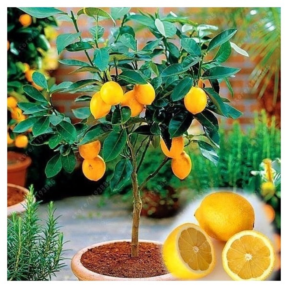 Reyon Bahçe Reyon 2 Yaş Aşılı Meyvesiz Yediveren Bodur Limon Fidanı, Torbada Fidan Fiyatı