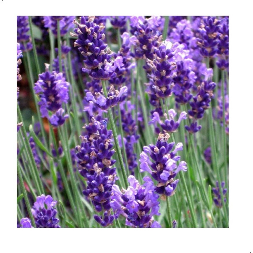 Reyon Ermenek Angustifolia Lavandula Lavanta Çiçeği Tohumu (100 Adet) - 100 Adet Tohum Fiyatı