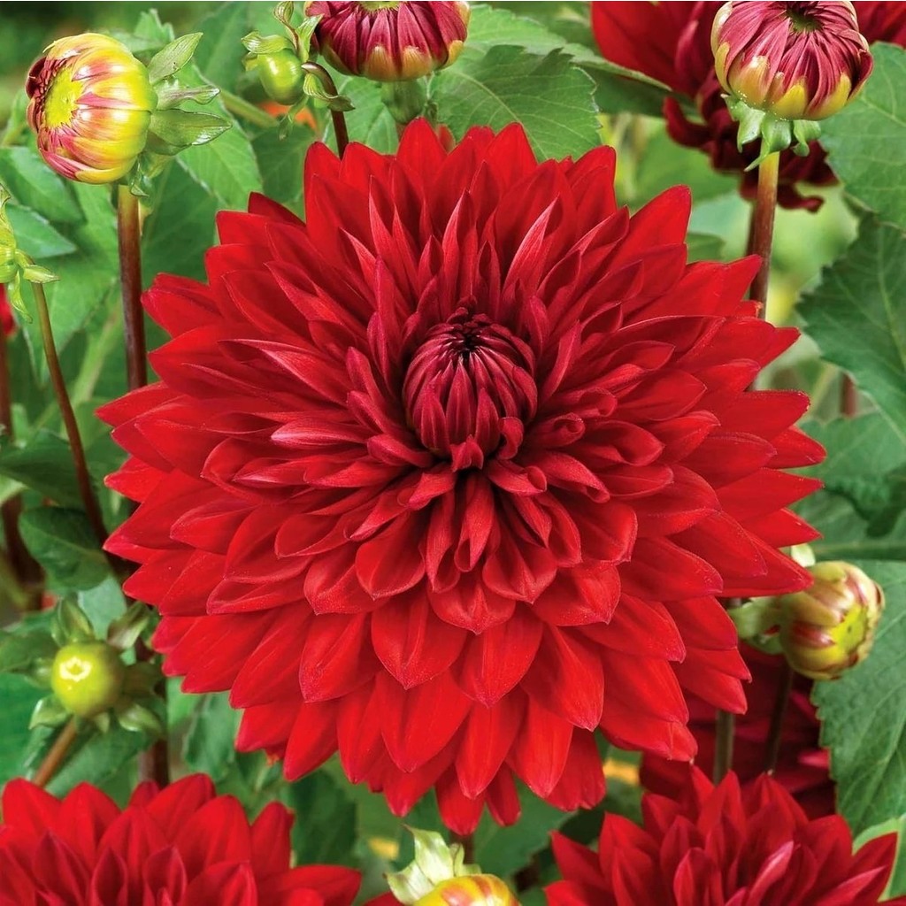 Reyon Ermenek Büyük Çiçekli Red Wonder Yıldız Çiçeği Dahlia Yumrusu (1 Adet) Tohum Fiyatı