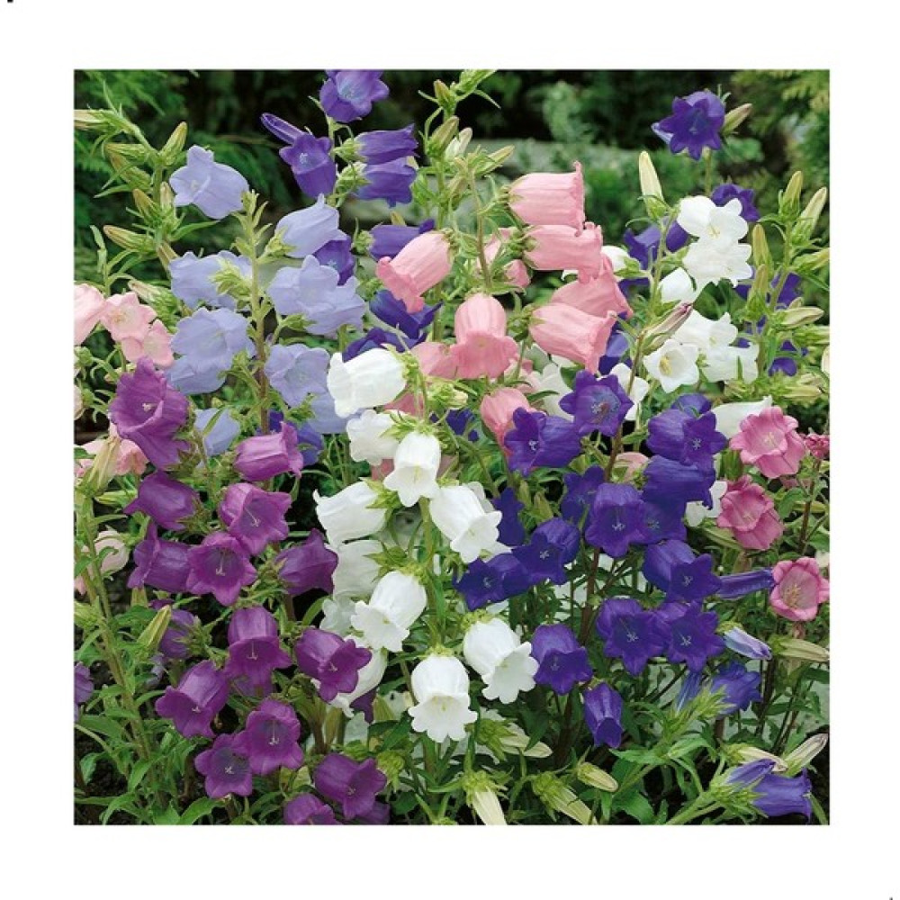 Reyon Ermenek Campanula Katmerli Karışık Çan Çiçeği Tohumu (100 Tohum) - 100 Adet Tohum Fiyatı