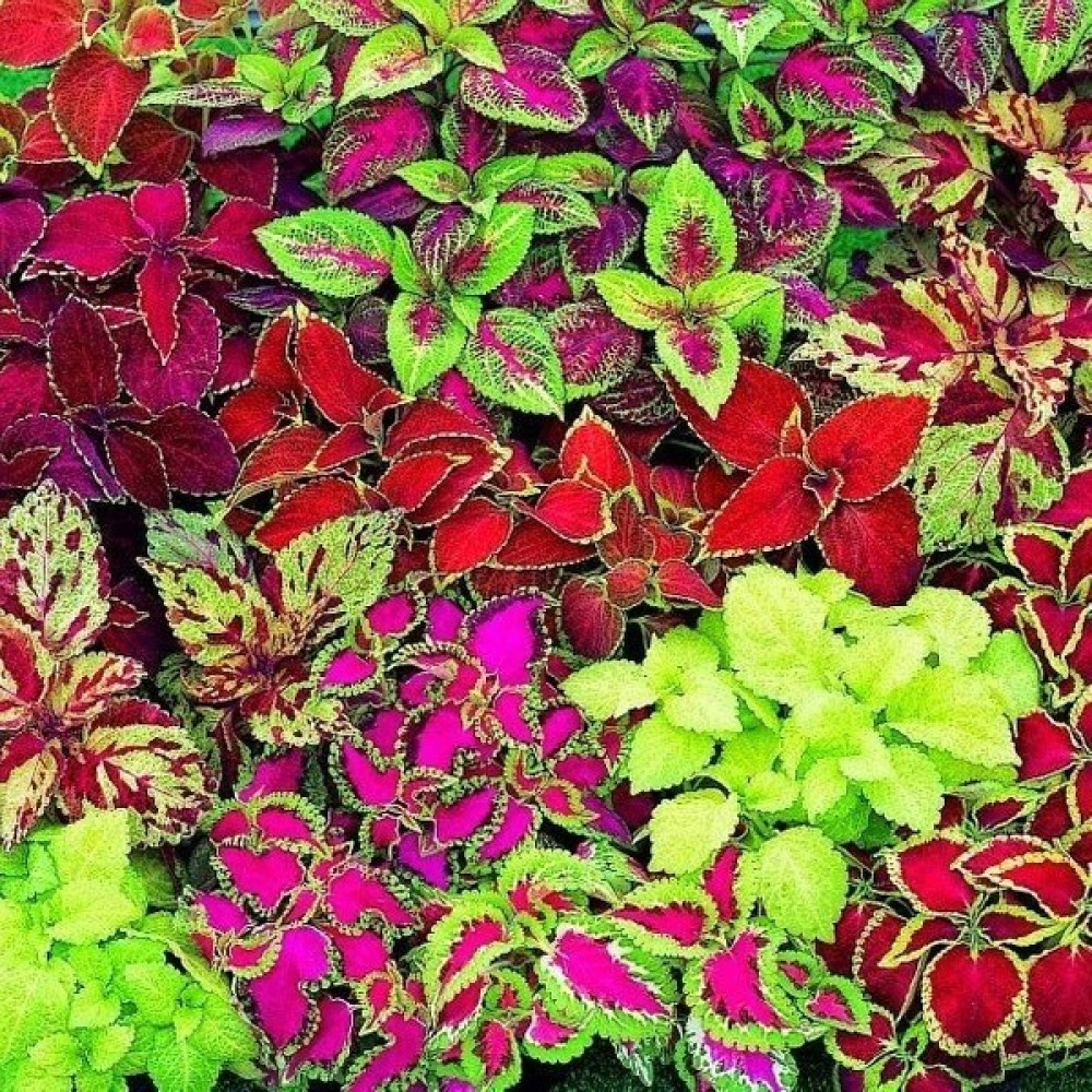 Reyon Ermenek Mixed Kolyos ( Coleus) Yaprak Güzeli Çiçeği Tohumu ( 700 Adet) - 700 Adet Tohum Fiyatı