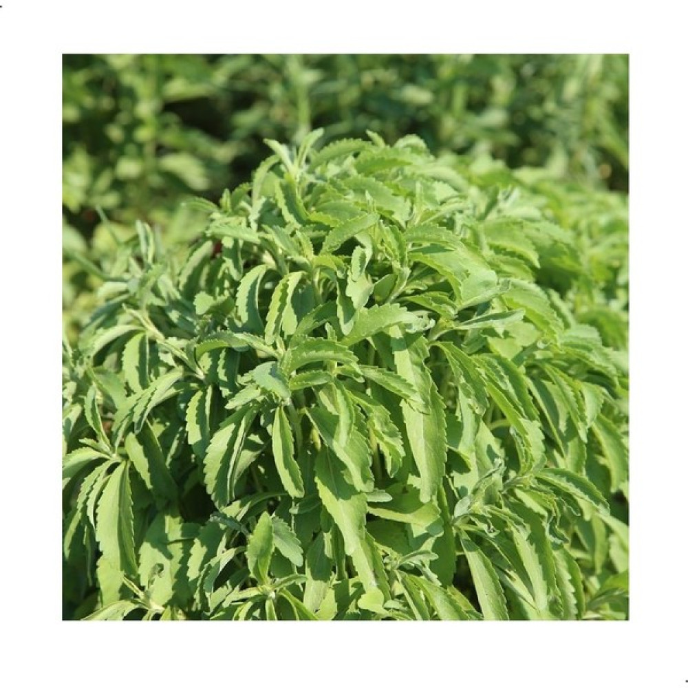 Reyon Ermenek Stevia Doğal Şeker Otu Tohumu (40 Tohum) - 40 Adet Tohum Fiyatı