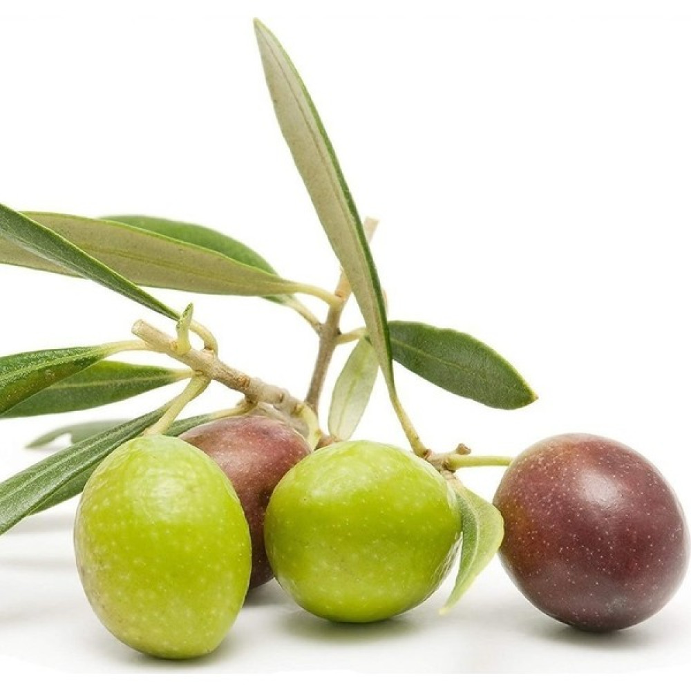 Reyon Ermenek Tüplü Aşılı Tam Bodur Yağlık Arbequına Zeytin Fidanı-1 Yaşlı Fidan Fiyatı