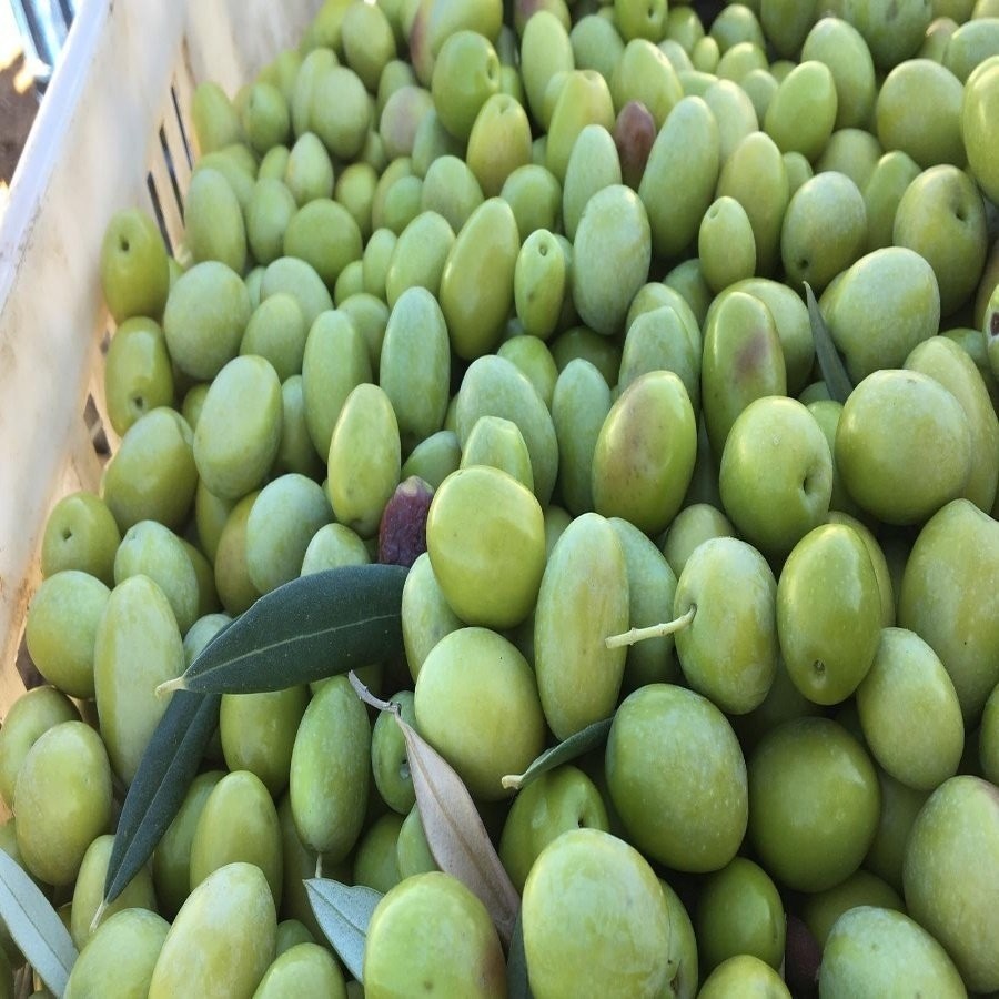 Reyon Ermenek Tüplü İri Taneli Domat Zeytin Fidanı Diğer Fiyatı