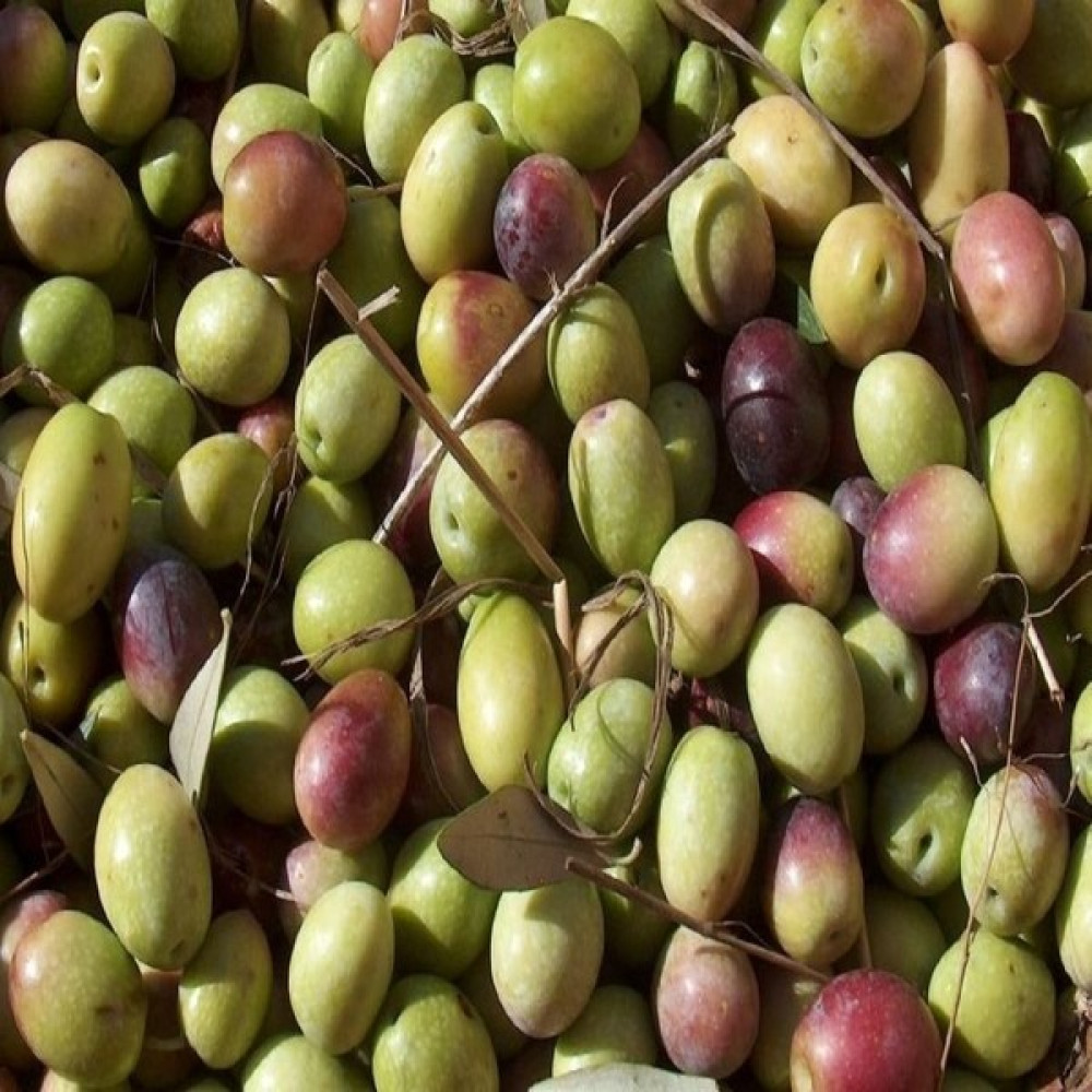 Reyon Ermenek Tüplü Yeşil Kırmalık Ayvalık Zeytin Fidanı Fidan Fiyatı