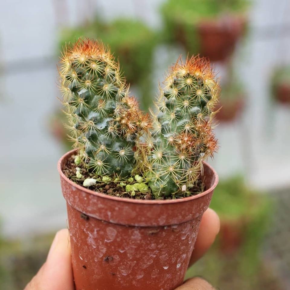 Reyon Mammillaria Elongata Kızıl Kaktüs - Radyasyon Düşmanı, 5.5 cm Saksıda Saksı ve Aksesuarları Fiyatı